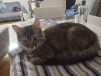 Nazlı Kızımız Kedimize Yuva