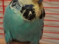 Show Jumbo Erkek Muhabbet Kuşu