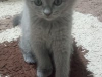 2 aylık british shorthair dişi