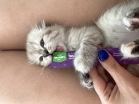 Scottish fold pamuğumuz yeni yuvasını arıyor!