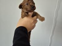 Orjinal Poodle Yavrular