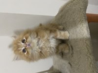 Exotic Ve Scottish Kediler