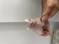 2 Aylık Sfenks Yavrular