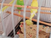 Yavru Ve Yetişkin Çift Muhabbet Kuşu