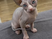 Sfenks yavru kedilerim