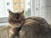 Bademe sevgi dolu kedimize yuva arıyoruz