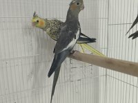 2 Aylık Evcil Yeme Düşmüş Sultan Papağanı Yavrular