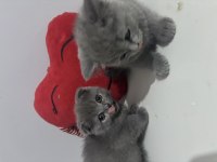 Dişi scottish fold kedimiz