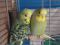 Öğretmenden Evde Beslenen Bakımlı Muhabbet Kuşları