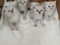 British Shorthair Yavru Kedimiz