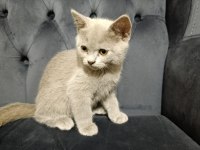 Oyuncu British Shorthair Ponçikler