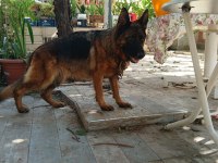 Alman Kurdu Yavrularımız