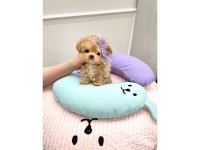 Toy Poodle Birbirinden Güzel Yavrular
