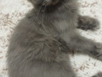 British Longhair Kedilerimiz 2 Tane