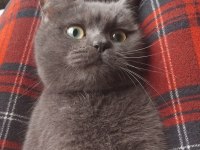 Acil sahiplendirme kedimiz