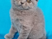 Scottish Yavrular Sahibinden