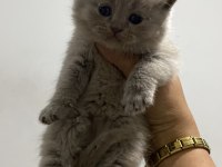 Scottish Fold Bebekler