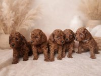 A kalite kıvır kıvır poodle yavrularımız