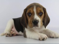 Dünya Tatlısı Beagle Yavruları