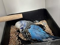 25li jumbo / show jumbo takım muhabbet kuşlar