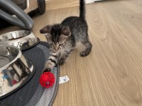 Güzel Kızımın Biricik Scottish Fold Yavruları