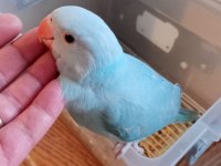 El besleme pakistan papağanı diğer gemlik