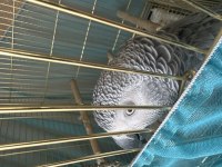 Erkek 3,5 Yaşında Jako Papağanı