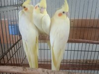 Balıkesir Yavru Ve Yetişkin Ev Üretimi Sultan Papağanı