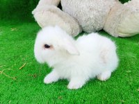 Hollanda Teddy Lop Tavşan Yavrularımız