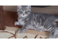 Pamuk prenses scottish straight sıcak bir yuva arıyor