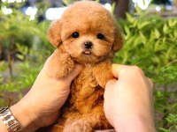 Toy poodle yavrular (ücretsiz değildir)