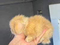 Hollanda Cüce Ve Mini Lop Tavşan Her Yere Gönderim Var