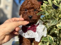 Safkan Toy Poodle Yavru Köpekler