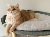 Pet şecereli safkan british shorthair bebekler