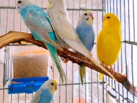 Çocuklar Bile Eğitebilir İstanbul İçi Eve Teslim Muhabbet Kuşu