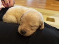 Yavru Golden Retriever Köpeğim