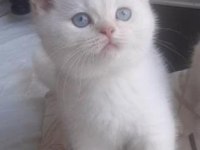 Safkan British Shorthair Yavrularımız