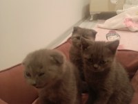 British Kedi Ve Scottish Kediler