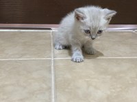 Sahiplendirme Ve Satın Alma British Shorthair