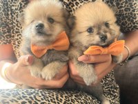 Pomeranian bebeklerim sıfır boy uygun