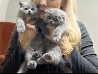 Duman Rengi Scottish Ve British Bebekler