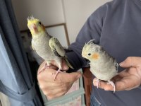 El besleme sultan papağanı yavruları