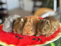 Cüce ve lop ırkı tavşanlar mevcuttur