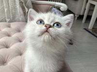 British bebiş kediler