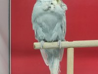 Show Muhabbet Kuşları