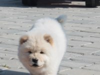 Chow chow köpekleri