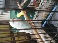 Dişi muhabbet kuşumuz