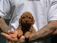 Safkan toy poodle arayanlara özel