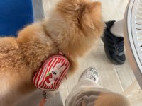 1,5 Yaşında Dişi Pomeranian