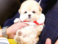 Safkan Maltipoo Bebeklerimiz 2 Aylık